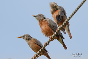 Oil Painting Effect - A Couple of Chestnut Tailed Starlings - Free image #480477