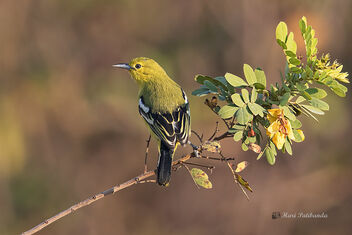 A Playful Common Iora in the morning - бесплатный image #480667