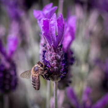 L' abeille et la lavande - Kostenloses image #480687