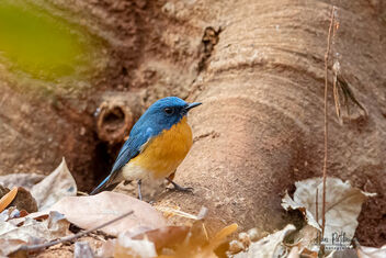 A Tickell's Blue Flycatcher in its natural habitat - image #480747 gratis