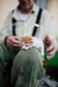 Kitten lies on the old man's knee. - image #480897 gratis
