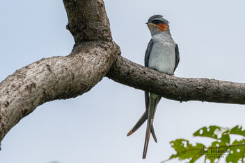 A Crested Treeswift Resting in the noon - Kostenloses image #481207