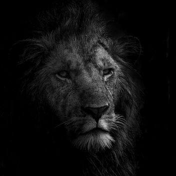 Wild Lion - image #481307 gratis