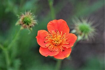 Beautiful Poppy - Kostenloses image #481377