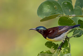 A small Purple Rumped Sunbird at work - Kostenloses image #481817