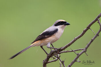 A Long Tailed Shrike in Action - image #481857 gratis