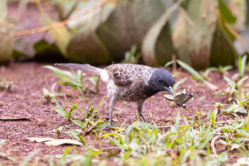 A Red Vented Bulbul With a Butterfly for food - Kostenloses image #481937