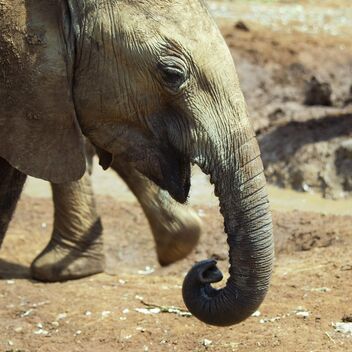Baby Elephant - Kostenloses image #482007