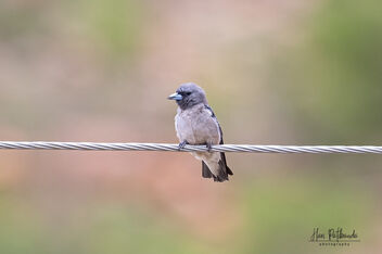 A Small Ashy Woodswallow on a wire - Kostenloses image #482017