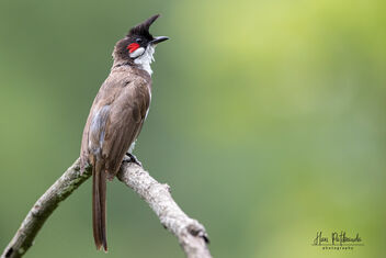 A Red Whiskered Bulbul in a beautiful perch - бесплатный image #482037