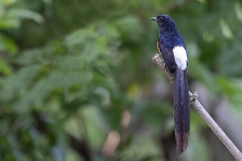 A White Rumped Shama in the evening - image #482087 gratis