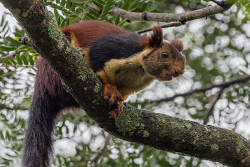 An Indian Giant Squirrel eating fruit - бесплатный image #482137