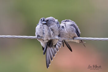 A Family of Ashy Woodswallows in a Huddle - image #482167 gratis