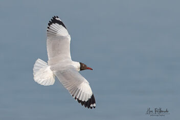 A Brown Headed Gull Surveying a Lake for fish - Free image #482217