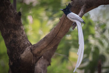 An Indian Paradise Flycatcher - Male in White Morph - image #482497 gratis