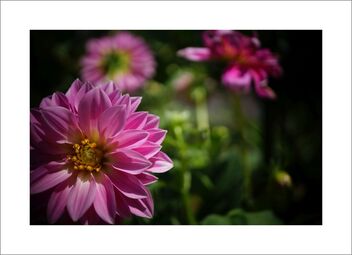 Chrysanthemum - Free image #482517
