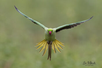 A Rose Ringed Parakeet changing course mid flight - Kostenloses image #482647