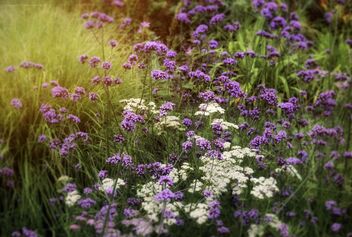 Summer Meadow - image #482657 gratis