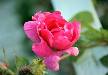 One of the Last Roses - Free image #482897