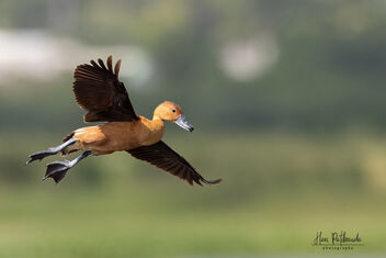 A Fulvous Whistling Duck landing - Free image #482977