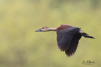 A Lesser Whistling Duck in flight during the evening - image gratuit #483107 
