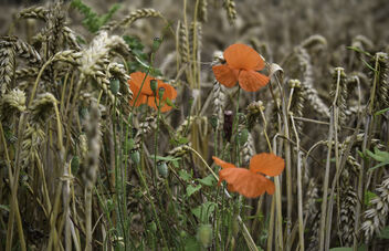 Poppies in wheat field - image #483177 gratis