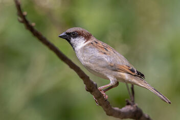 A Common House Sparrow on a lovely perch - image #483257 gratis
