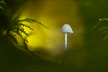 Tiny Fungi - image #483317 gratis