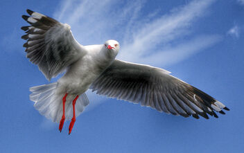 Silver Gull. - бесплатный image #483327