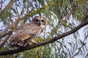A Mottled Wood Owl in its habitat - image gratuit #483497 