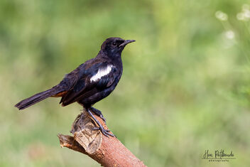 An Indian Robin on a lovely perch - бесплатный image #483647