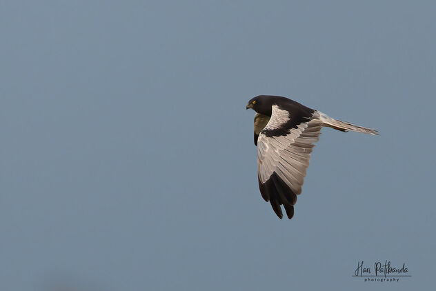 A Rare Pied Harrier in Flight - Free image #484037