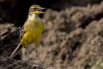 A Western Yellow Wagtail foraging in the Black Soil - image #484097 gratis