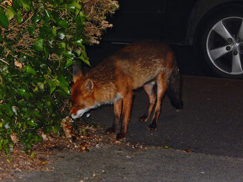 the urban fox and the roast chicken - image gratuit #484207 