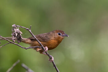 Activity in the Bush - A Tawny Bellied Babbler keenly watching for insects in the undergrowth - Kostenloses image #484387