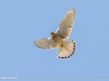 Common Kestrel (Falco tinnunculus) - image gratuit #484447 