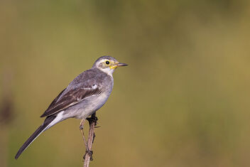 A Citrine Wagtail on a fantastic perch - image #484617 gratis
