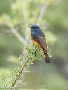 Blue-fronted Redstart (Phoenicurus frontalis) - Free image #484747
