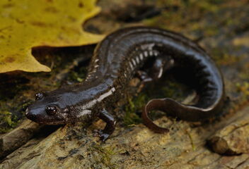 Blackbelly Salamander (Desmognathus quadramaculatus) - image gratuit #484937 