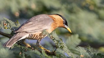 A Brahminy Starling Foraging in a bush - image gratuit #484947 
