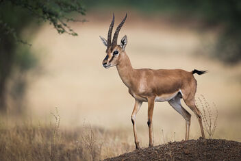 A Chinkara / Indian Gazelle in its habitat - Free image #485127