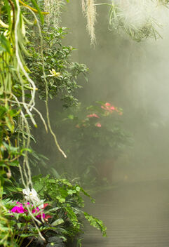 Garden Fog - image #485197 gratis