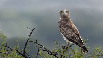 A Short-Toed Snake Eagle late in the evening - image #485227 gratis