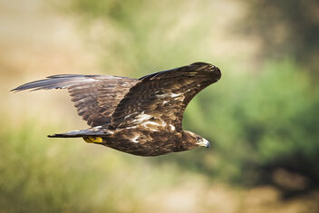 A Stepped Eagle in flight - image gratuit #485387 