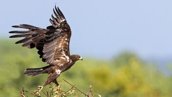 A Greater Spotted Eagle Taking flight - image #485527 gratis