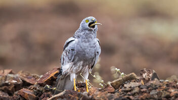 A Yummy catch by the Montagu's Harrier - Free image #485557