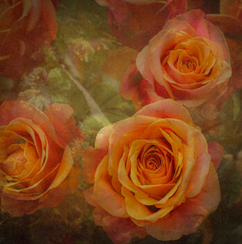Roses - бесплатный image #485637