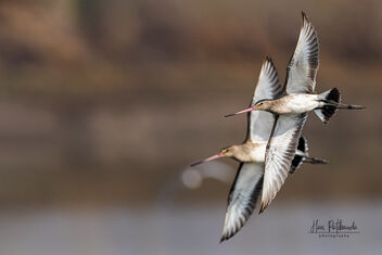 A Pair of Black Tailed Godwits in Flight - Free image #485687