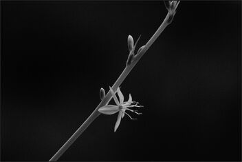 Spider plant flower - Free image #485717