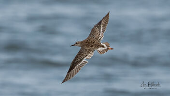 A Ruff in flight at the edge of a lake - бесплатный image #485867